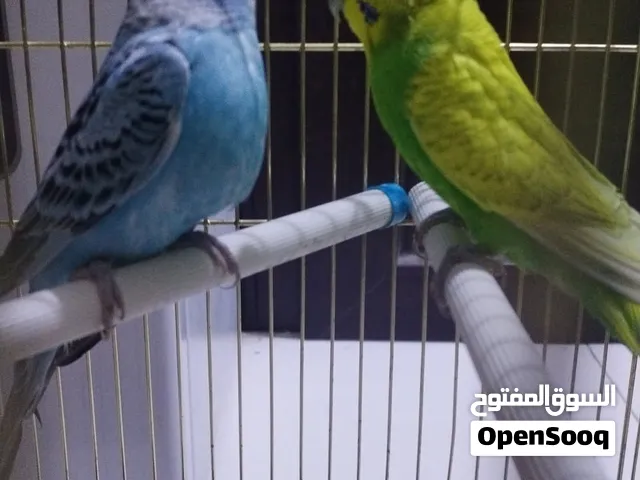 Budgies Pair for sale