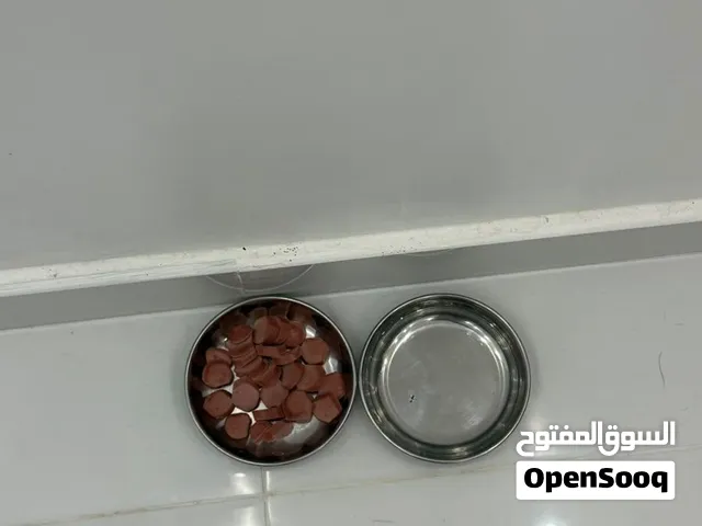 سنور شيرازي للبيع