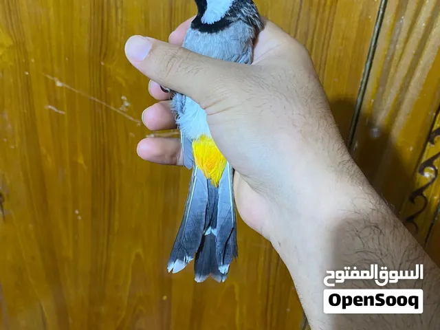 الييف فول بيع او مراوس