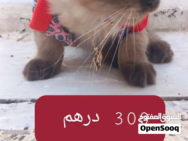 قطه هملايا