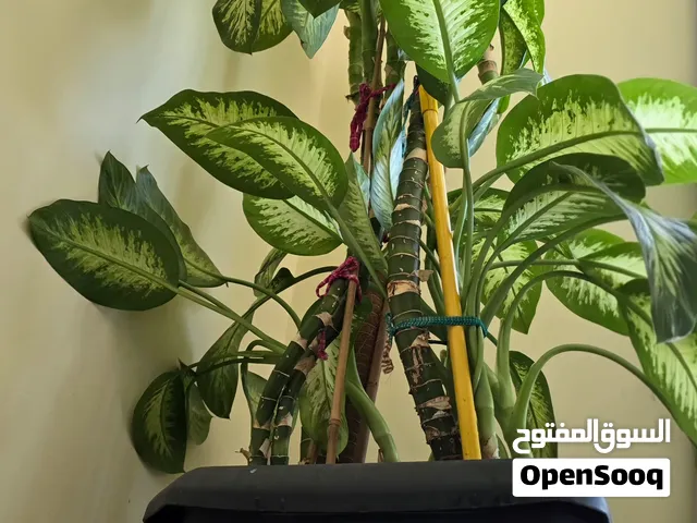Massive 9ft Tall Healthy Dieffenbachia(Dumb Cane) Indoor Plant with Pot