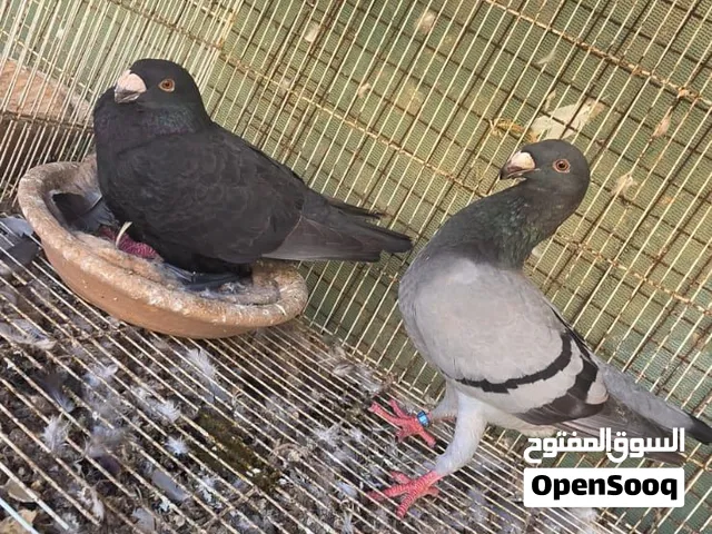 حمام هومر للبيع