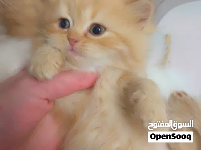 قطط شيرازي للبيع