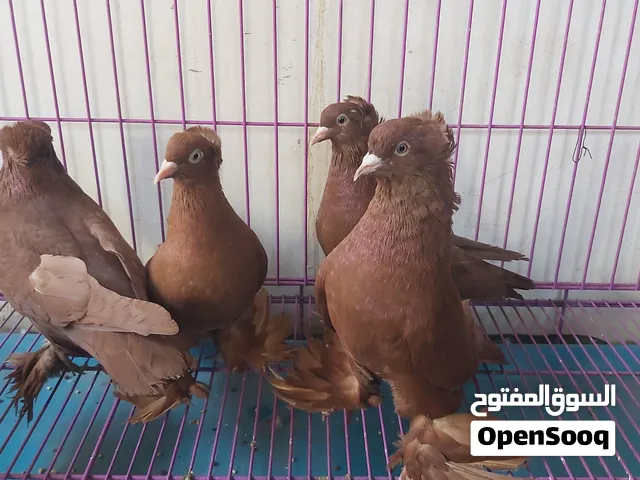 حمام رواعب نجفيات ونانات 14 زوج ابيع شلع او نص منهن ما ابيع فرد الي يريد 5 ازواج ابيع منهن