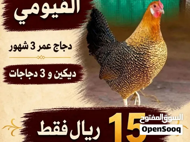 دجاج الفيومي للبيع عمر 3 شهور