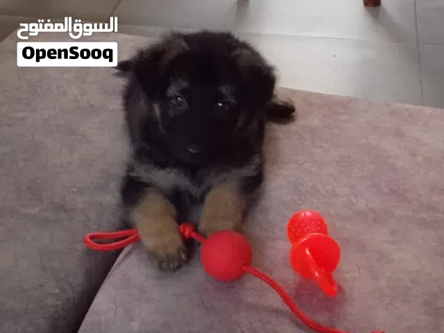 جيرمن تقليب عالي