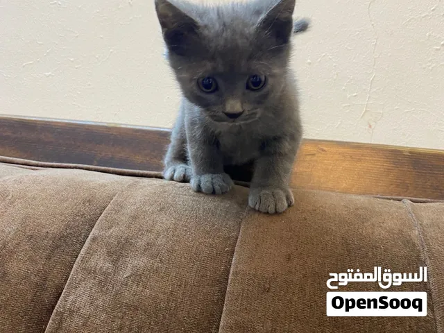 قطه سكوتش مع اولادها
