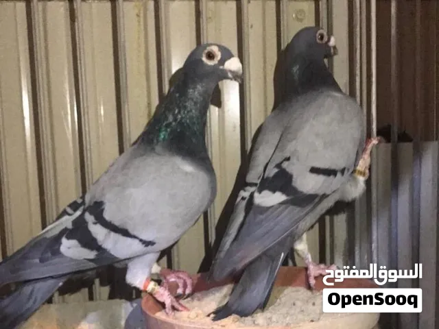 مطلوب زاجل هنقاري اسود ساده او براون او بلو بار