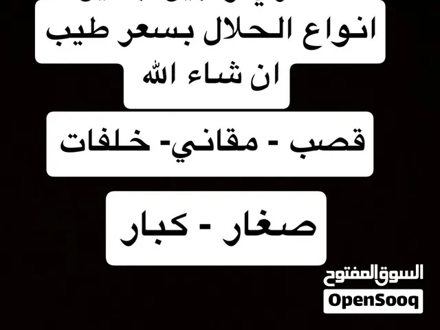 ناقه حوار ابل