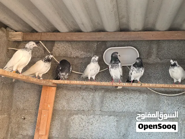 حمام باكستاني للبيع