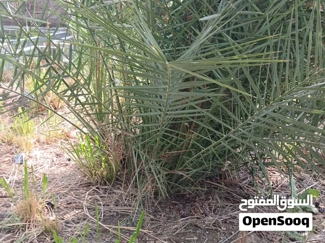 للبيع فسائل مزناج وخصاب وحنظل وهصاص وسويح