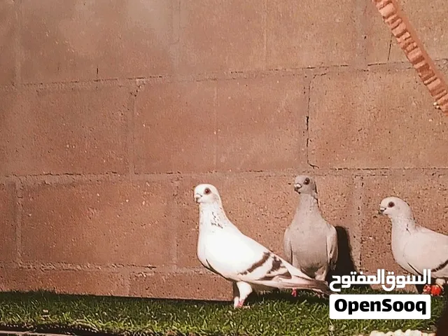 حمام انواع للبيع جواز وحبات