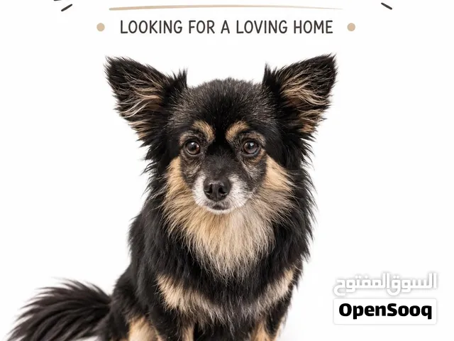 Male Pomeranian Chihuahua