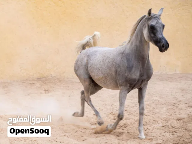 فرس باطح مسجله في جمعية الخيول العربيه
