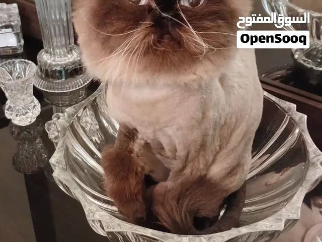 للتبني انثى هيملايا صالحة للزواج
