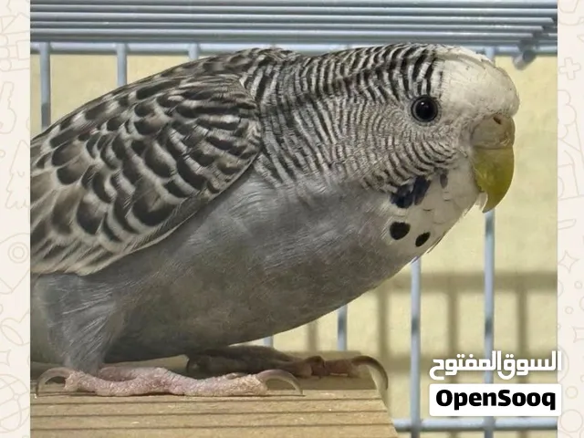 Parrots for sale