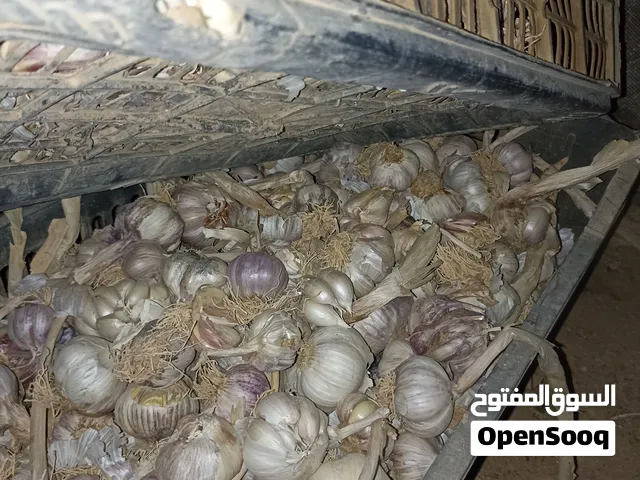 ثوم بلدي نخب اول للبيع