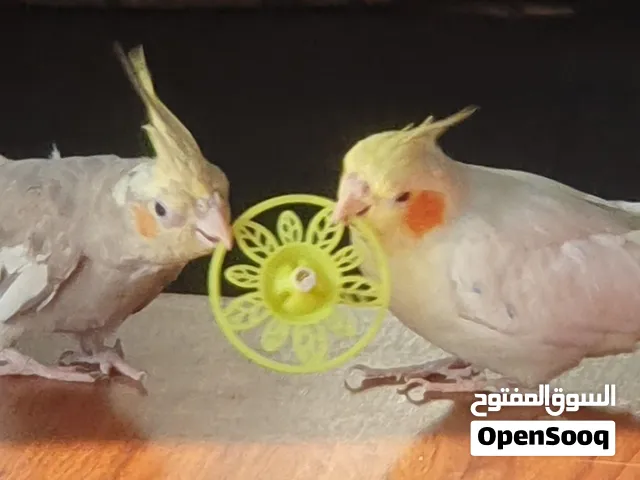 جوز كوكاتيل أليف جدا للبيع (مناسب للعائلات) و لا يعض / دمشق - حي المزرعة