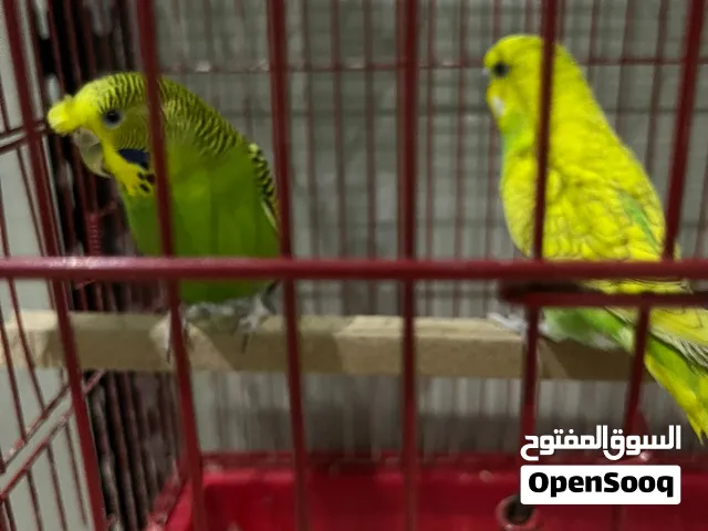 زوج بادجي اليفين