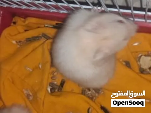 هامستارين سوري الأبيض للبيع