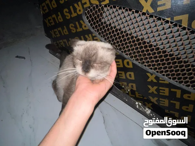 قط سيامي عمره عشر شهور