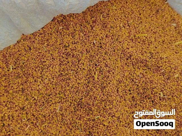 للبيع بذر قت عماني أصل