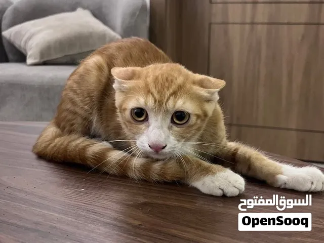 قطط هجين شيرازية للبيع