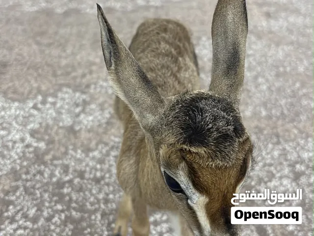 نوفر غزلان الديماني اليفه وامورها طيبه يام خاطر تواصل خاص