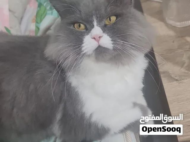 قط و قطة معقمين و ملقحين