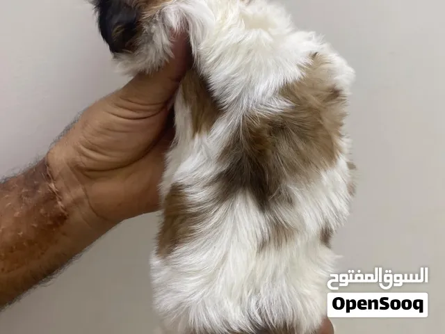 100 ريالا شهر اسبوعين