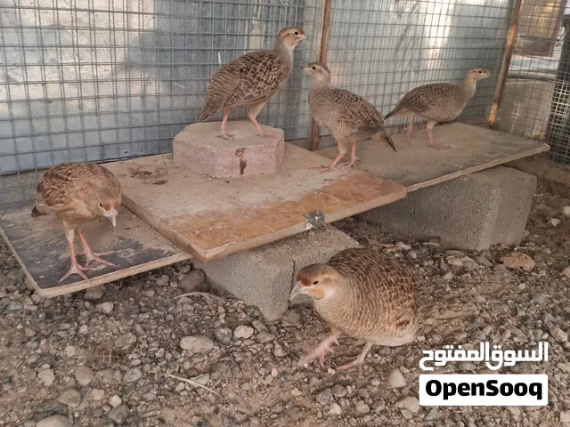 صفارد باكستاني للبيع