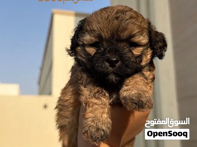 شيتزو حديث الولادة
