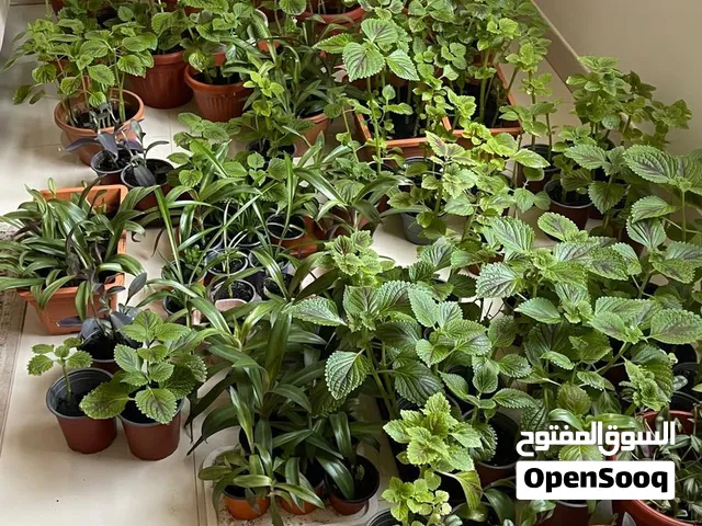 نباتات داخلية للبيع