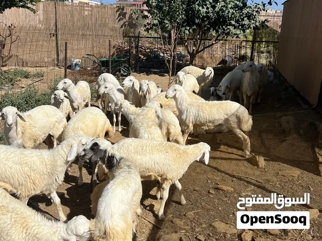 طليان ورخال حرية للبيع