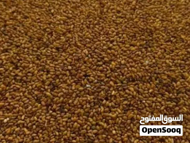 بذر قت عماني مضمون 100%