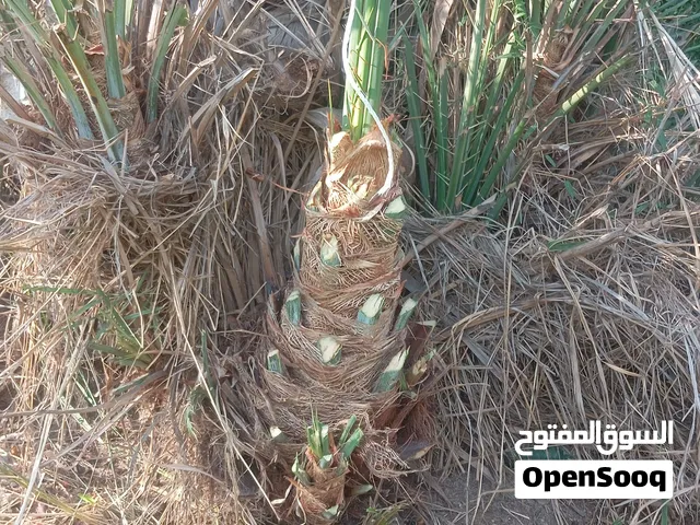 dates plants available