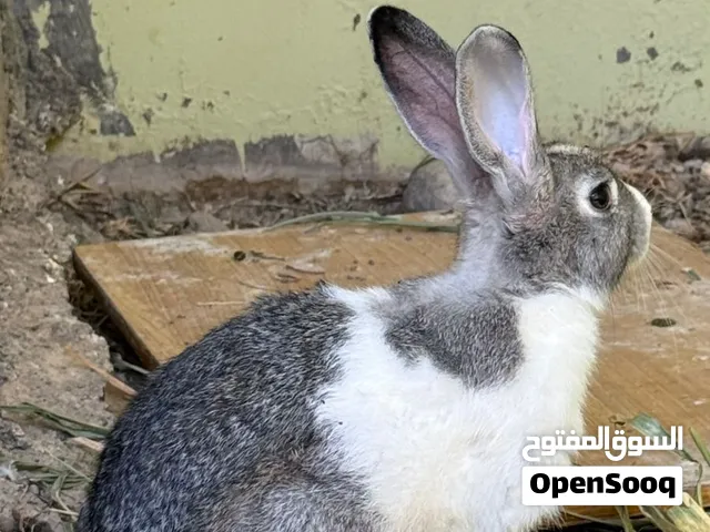 مطلوب اناث منتجات بسعر معقول