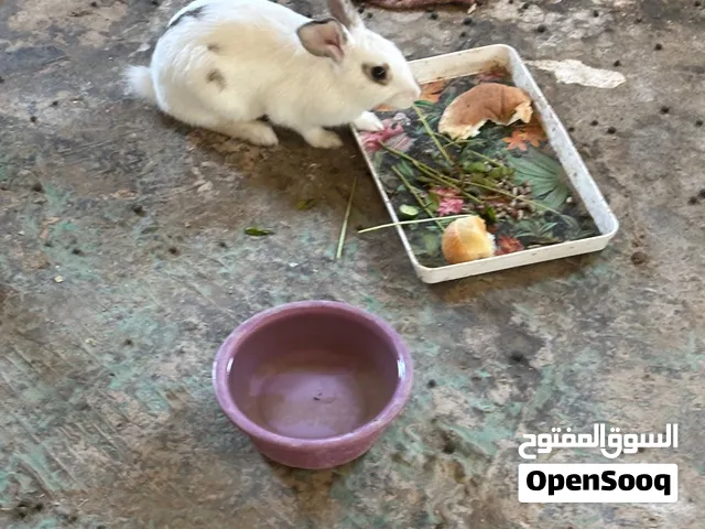 ارانب للبيع هجين ألوان جميله صحه ونظافه ماشاءالله ذكور واحد شغال والثاني عمر 3 اشهر بسعر مناسب