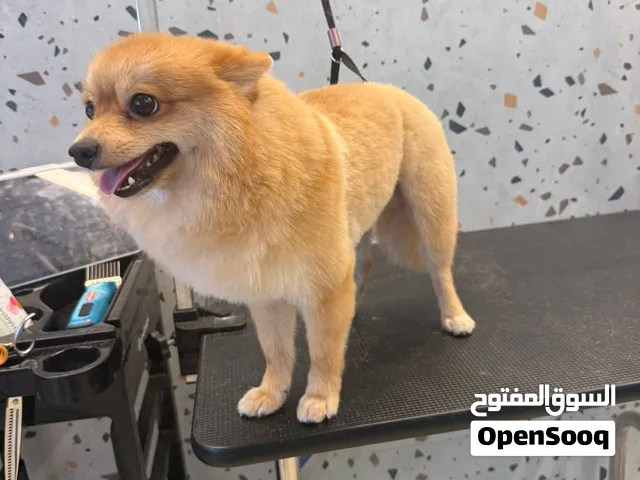 Pomeranian