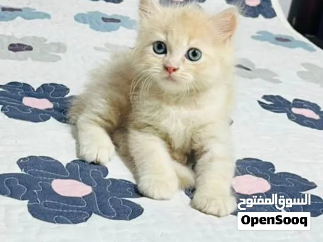 سفروت للبيع