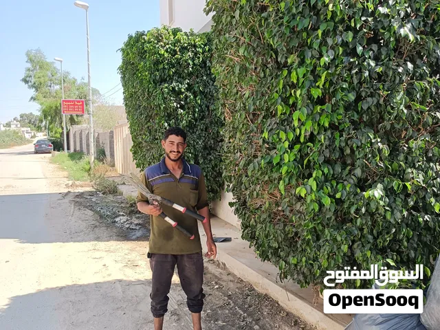 اسطى نخل و اشجار تقليع جبار و دكار تنظيف نخل تامة ويوجد منشار بنزيم ل قص الاشجار والنخيل واسعار ترض