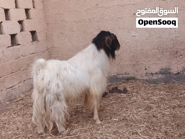 تيس عماني للبيع