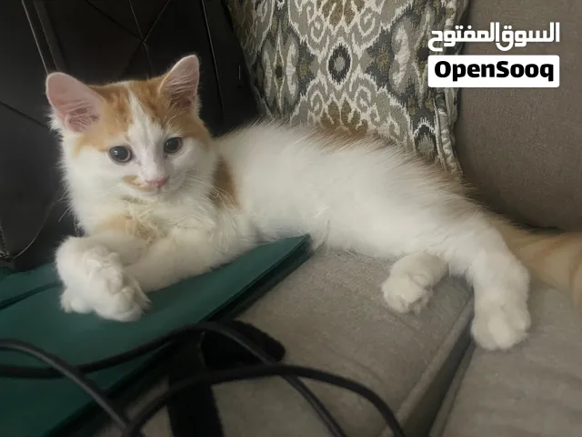 شيرازي مكس فولد ذكر للبيع - 200،300،500 ريال