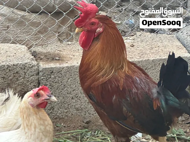 للبيع ديك عماني