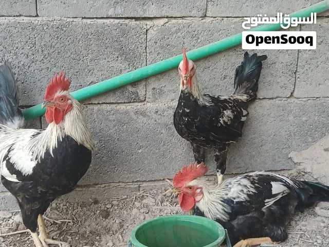ديوجة كويتي دندراوي عمر 4 أشهر و فوك  عندي كمية الواحد على 25