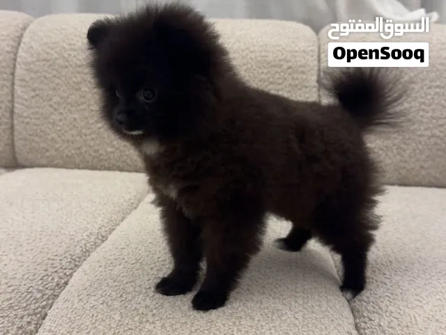 Teacup Pomeranian Age: 5 months