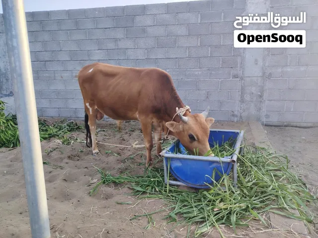 ثور جرسي + بقرتين تهجين جرسي نمساوي باكستاني+ عجل