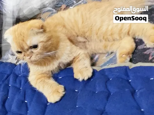 قط سكوتش فولد غولد ذكر مشاكس للبيع في الاردن عمان القويسمة