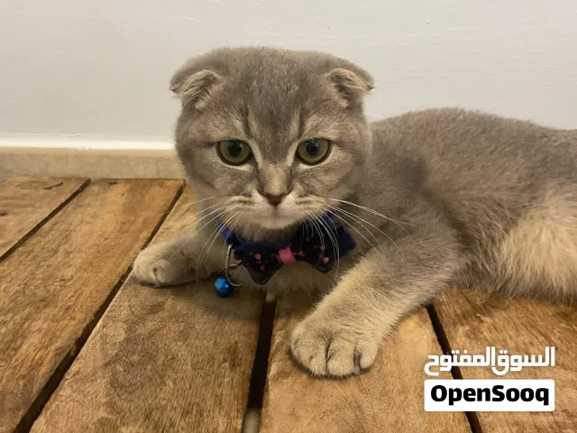 Scottish fold ( short hair ) grey vaccinated 4 months & 18 days old