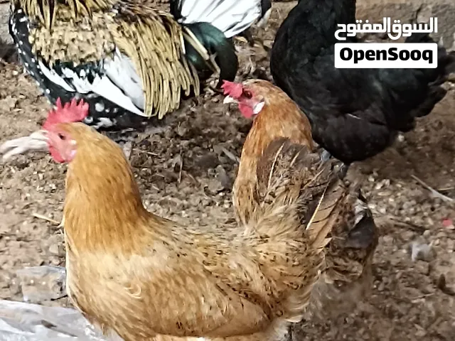 دجاج بيع ا